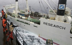 На 26/12/2008 Си Шеперд среќава јапонски брод за лов на китови. На Flickr од:guano.