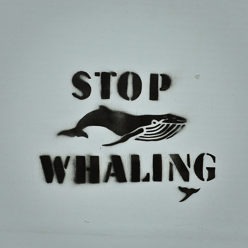Прекинете го ловот на китови. На Flickr од: alisonlongrigg